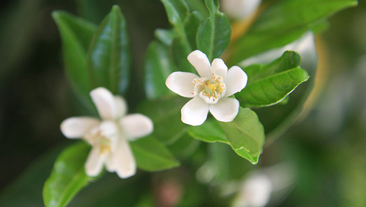 flor de azahar perfume