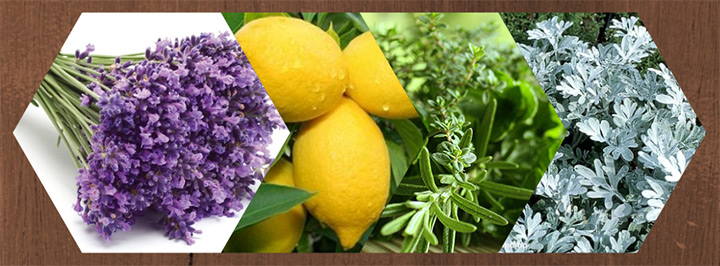 notas aromáticas perfume esencia